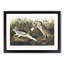 Night Heron by John Audubon - Picture Frame Painting Print-55577188-55577189