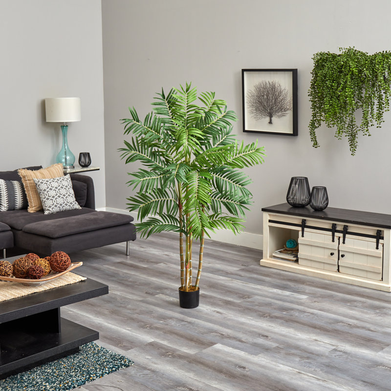 5 pi. Palmier Areca