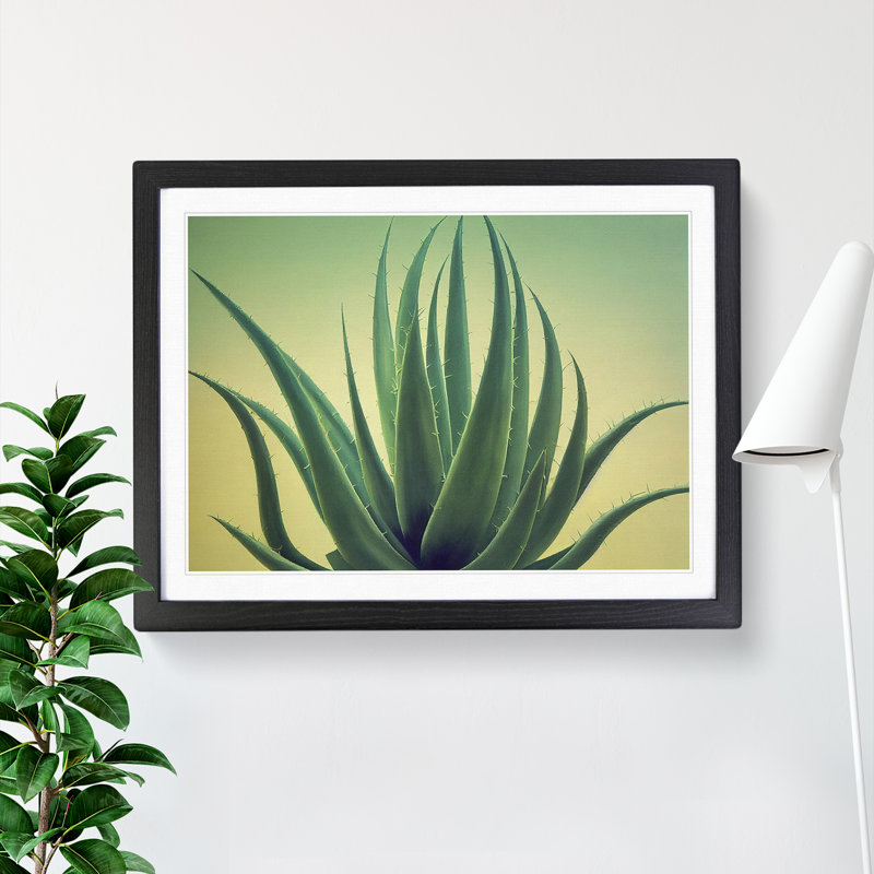 Showstopping Aloe Vera Plant - Framed Print, Black, 46cm H x 64cm W x 2cm D