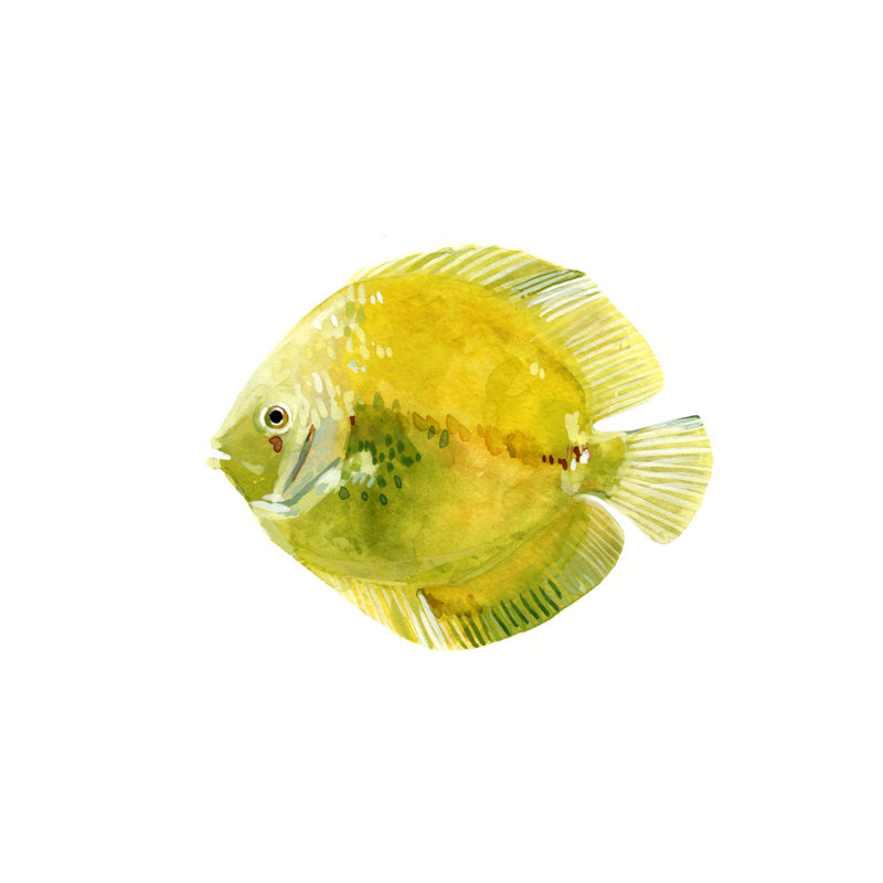 Poisson discus I, H 12 po x l 12 po x P 1 po