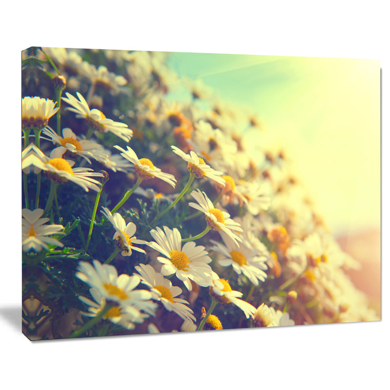 «Nature with Blooming Chamomiles», grande reproduction de photo florale sur toile tendue, H 8 po x l 12 po x P 1 po
