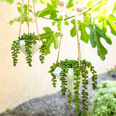 Hampson Ceramic Hanging Planter