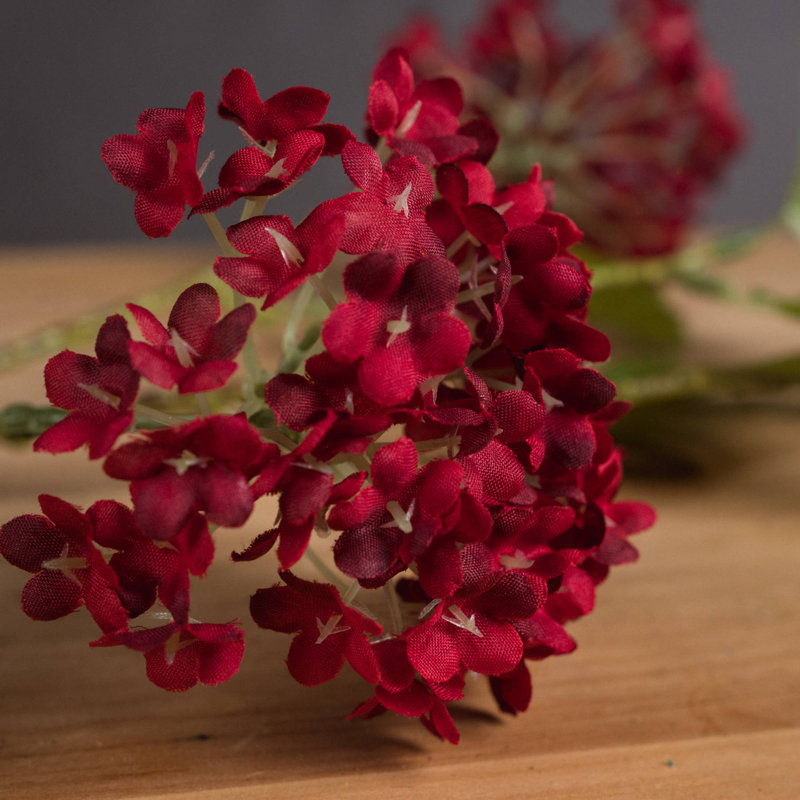 Anastasija Arrangement