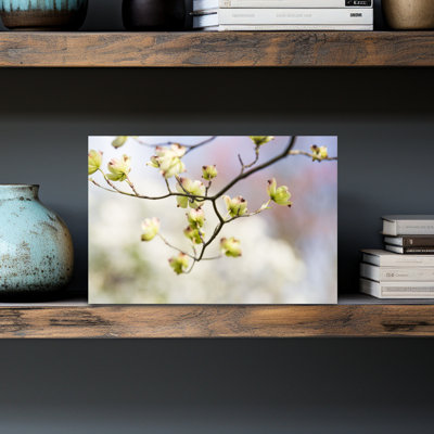 Close-Up Of Flowering Dogwood Flowers On Branches, Atlanta, Georgia, Usa Contemporary Flower Wall Art