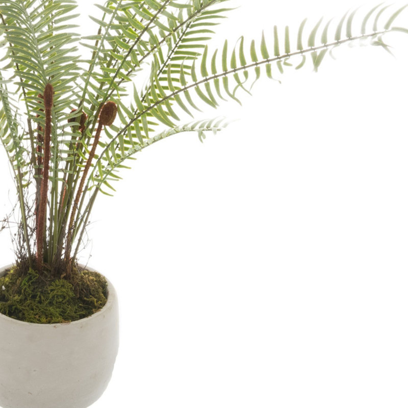 Andaiye 30cm Plant in Pot