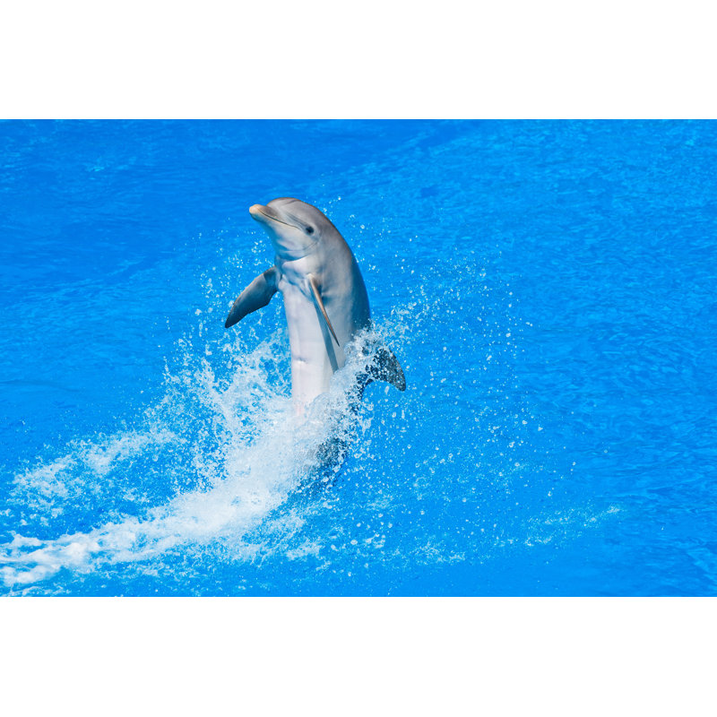 Dolphin by Dnberty - Wrapped Canvas Print, 61cm H x 91cm W