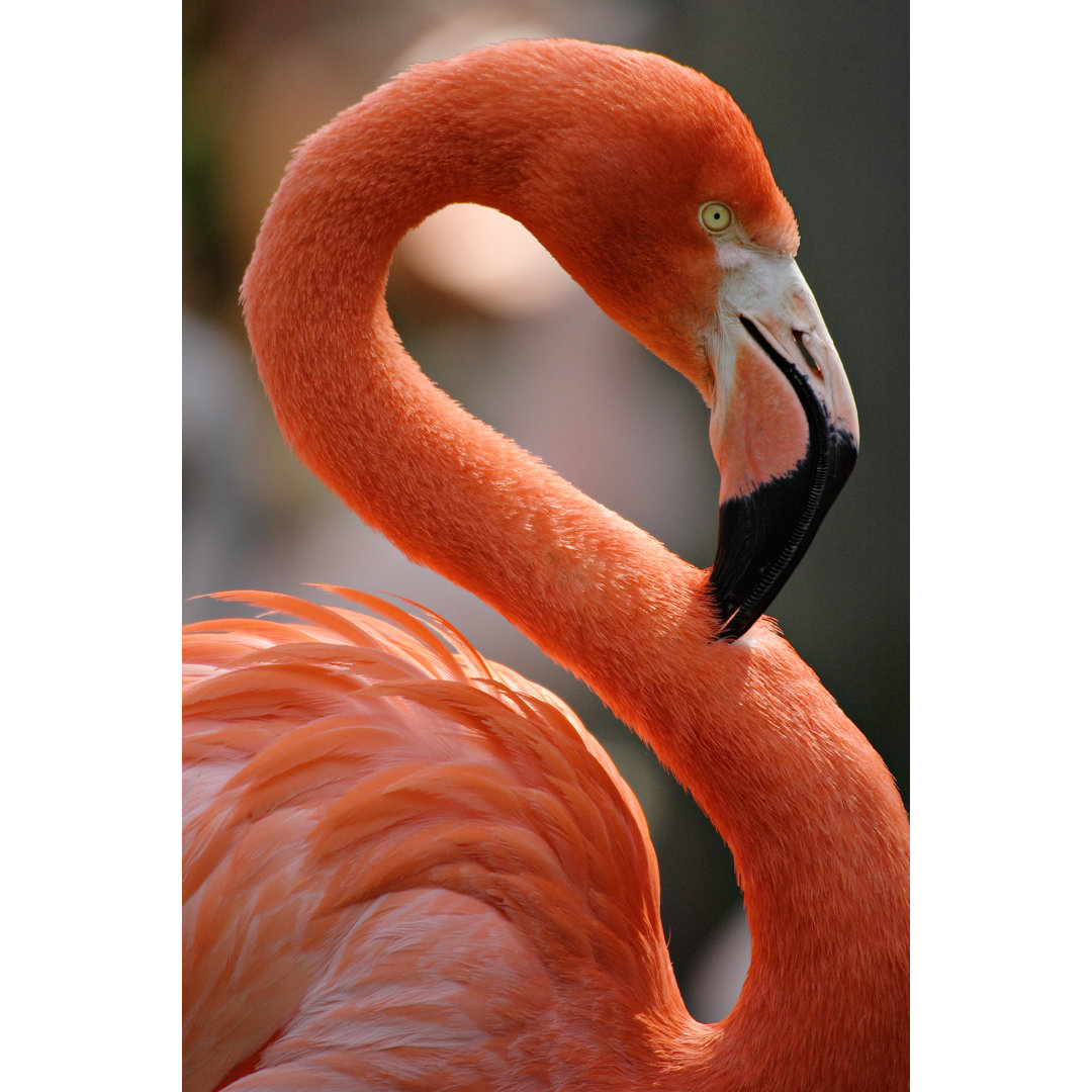 Flamingo Porträt - Kunstdrucke auf Segeltuch