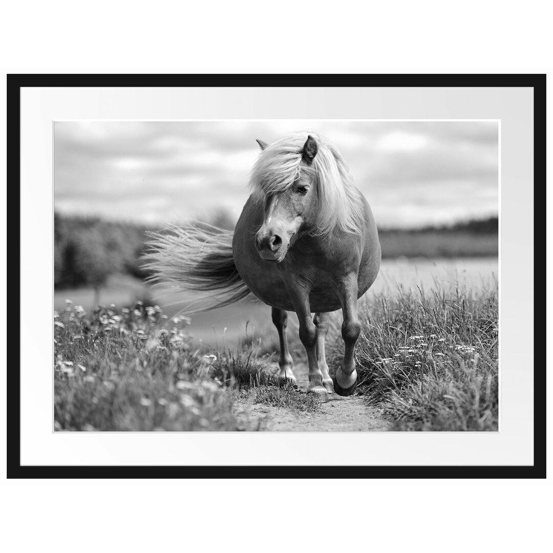 Gerahmtes Poster Shetlandpony auf der Wiese