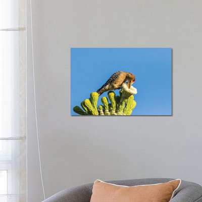 USA, Arizona, Sabino Canyon. Male gila woodpecker feeding on cactus blossom. 1 Piece Wrapped Canvas Wall Art