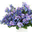 Assorted Lilacs in Fiberstone Pot-1473895768