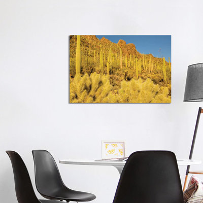 USA, Arizona, Tucson Mountain Park. Sonoran Desert Landscape. by Jaynes Gallery - Wrapped Canvas Print