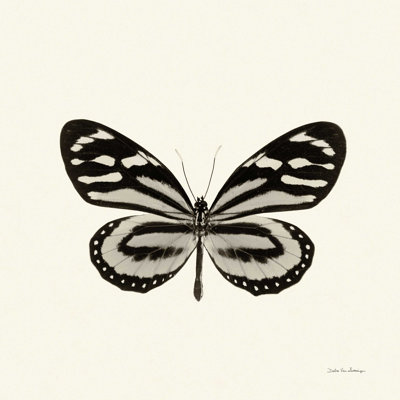 Papillon VIII BW