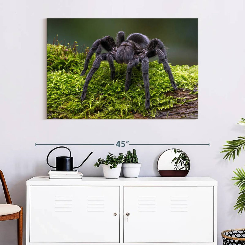 Brazilian Black Tarantula, 8" H x 12" W