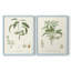 Impression encadrée botanique antique I-Premium - prête à être accrochée - aucun clou requis-1627489712-1627489726