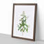 Wild Privet Flowers by Pierre-Joseph Redoute - Picture Frame Painting Print-55612320-55612319