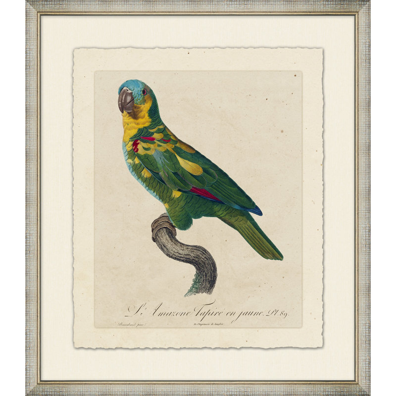 Le Perroquet 12 - Peinture encadrée sur papier