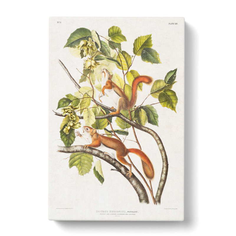 Squirrels by J.W. Audubon - Wrapped Canvas, 76cm H x 50cm W x 3cm D