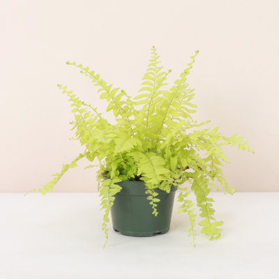 Live Gold Boston Fern Plant