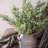 26.4'' Faux Eucalyptus Stem-211774231