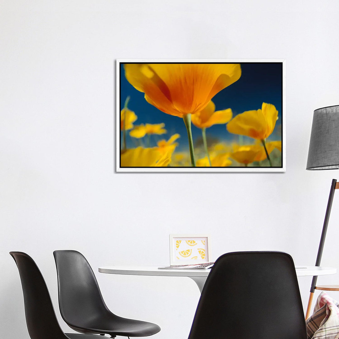 Mexikanischer Goldmohn, New Mexico von Tim Fitzharris - Galerie-umwickelte Leinwand Giclée auf Leinwand