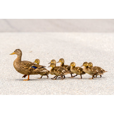 Duck And Ducklings by Madsci - Wrapped Canvas Print