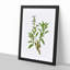 Garden Sage Flowers by Pierre-Joseph Redoute - Framed Print-55579011-55579015