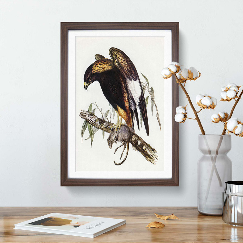 Black-Breasted Buzzard by Elizabeth Gould - Picture Frame Art Print, Walnut Framed, 36cm H x 27cm W x 2cm D