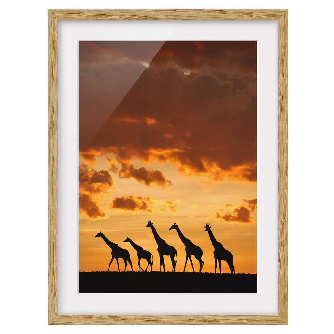 Gerahmtes Poster Five Giraffes