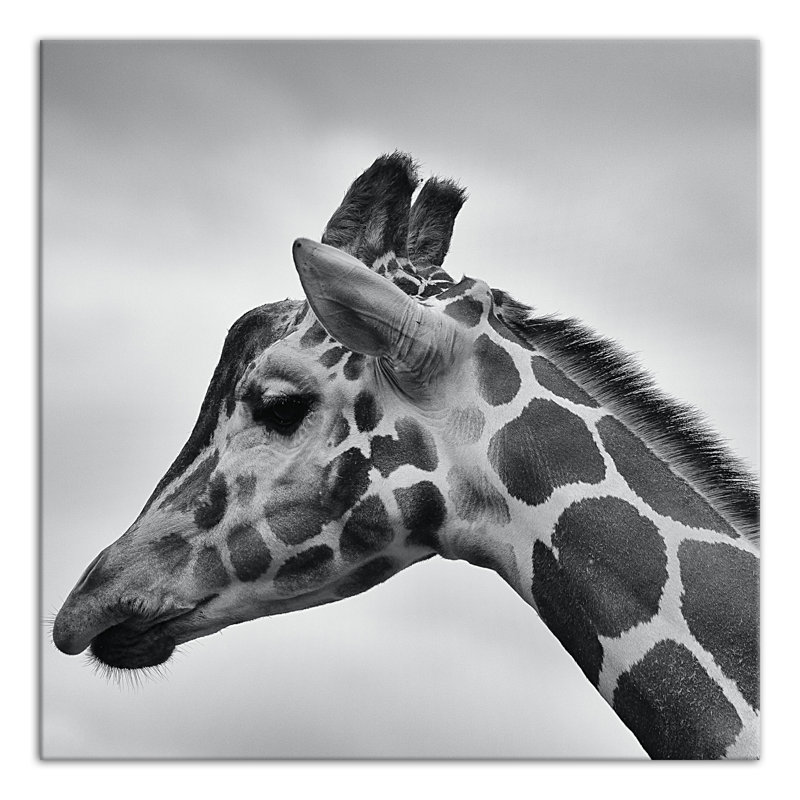 Girafe, reproduction d'art sur toile, H 12 po x l 12 po x P 1,25 po