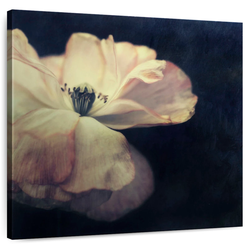 Harnek lumière dans la fleur sombre