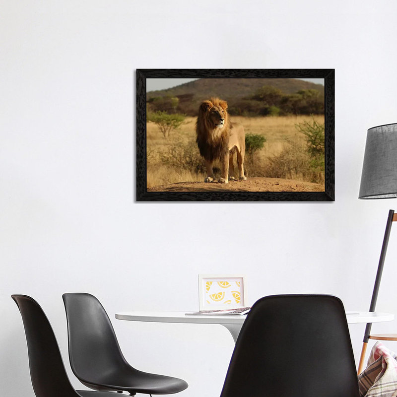 African Lion - Print on Canvas, 101.6 cm H x 66.04 cm W, Black Floater Framed