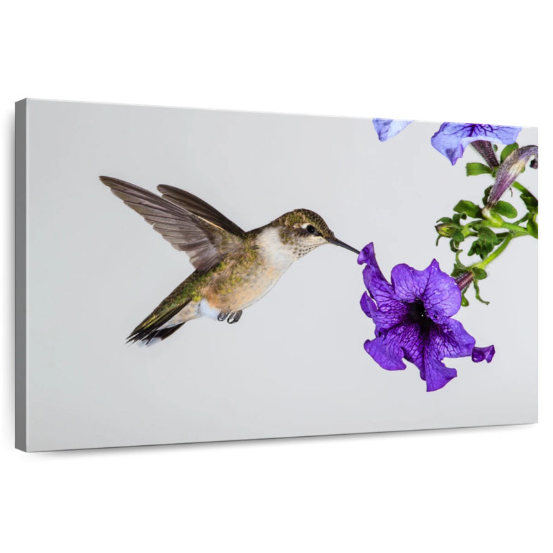 Brampt Purple Flower Hummingbird