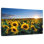 Lever de soleil sur le champ de tournesols d'Alvord