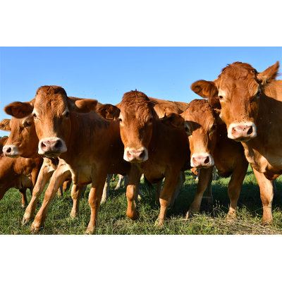 Athina Herd of Brown Cows 1 Piece Wrapped Canvas Wall Art