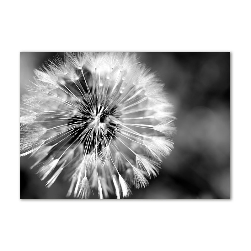 Dandelions - No Frame Print on Canvas