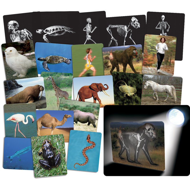 Animals Flash Cards