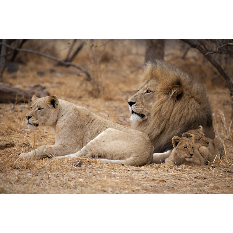 Lions (Panthera Leo) by MarieHolding - Wrapped Canvas Print, 81 cm H x 122 cm W