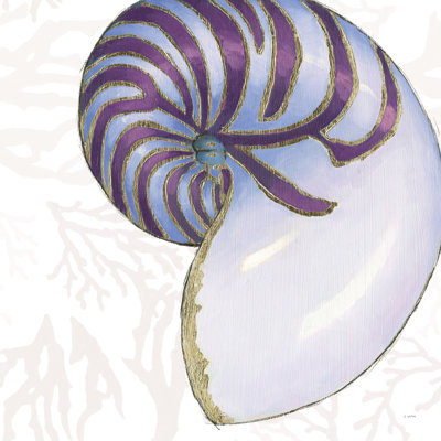 Coquilles chatoyantes VI