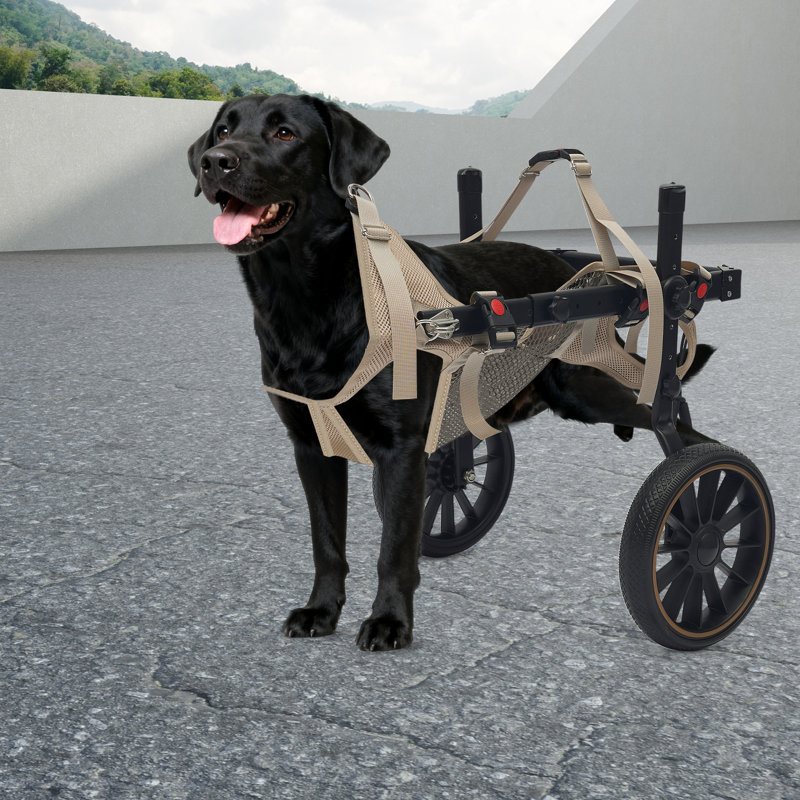 Fauteuil roulant pour chien