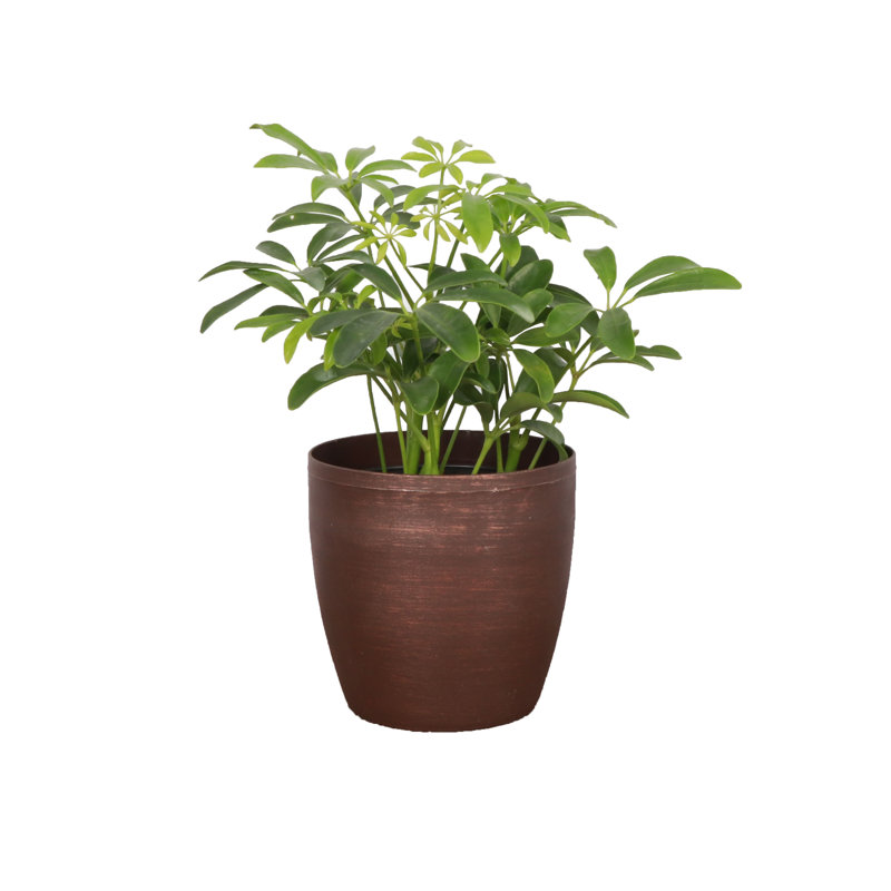Live Arboricola Plant in Classic Pot, Copper