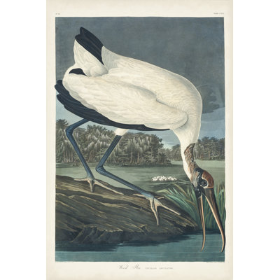 " Pl 216 Wood Ibis " by James Audubon Painting Print