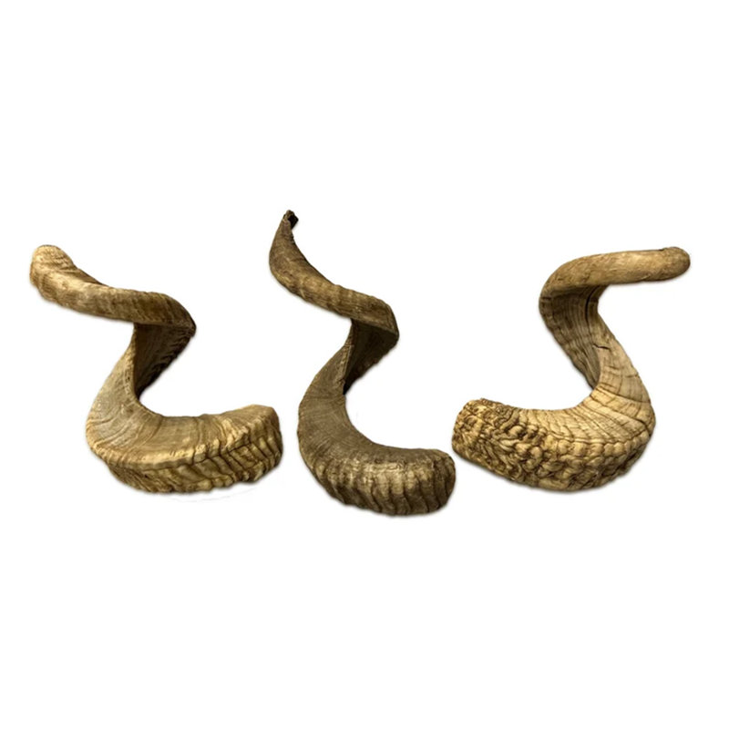 Kunigunda Real Merino Ram Horn