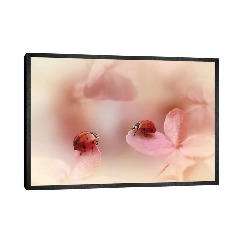 Ladybugs On Pink Hydrangea by Ellen Van Deelen - Print on Canvas, 45.72cm H x 66.04cm W x 3.81cm D, Black Floater Framed