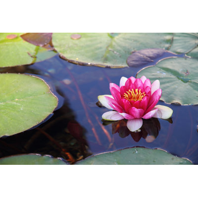 Water Lily by Videowok_art - Wrapped Canvas Print