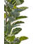 160cm Faux Ficus Plant in Planter
