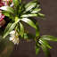 Ornements de fleurs simulées