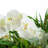 N/A 25 " Faux Orchid in Glass Vase