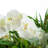 Silk Orchid Arrangement in Vase