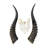 Khushveer Real Blesbok Antelope Skull V-Shape