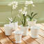 Mirabelle Ceramic Planter